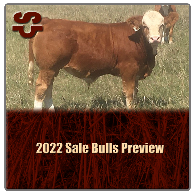 link to 2022 Sale Bulls Preview