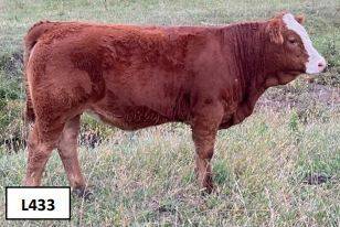 link to 2023 Sale Heifers Preview