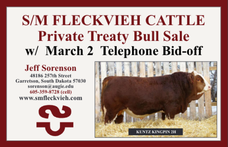 2026 Sale Bulls
